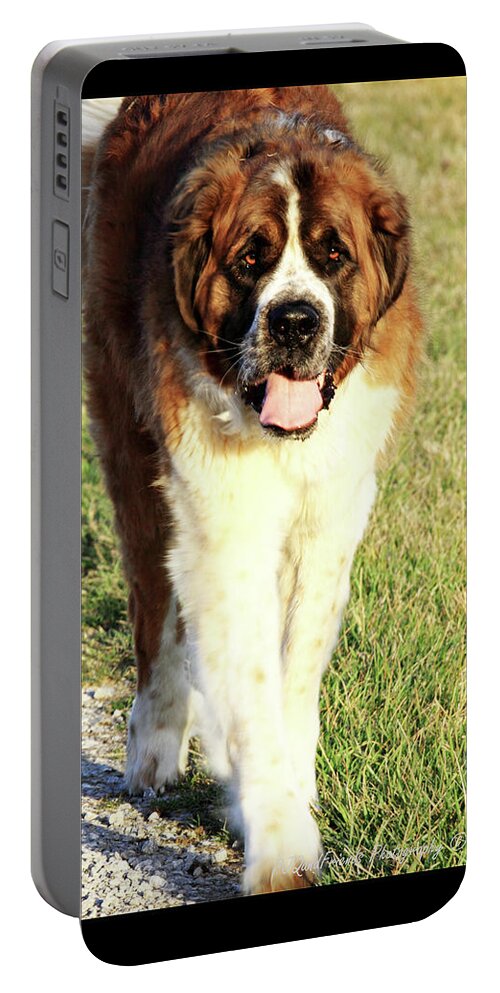 Portable Battery Charger featuring the photograph 'Betty Lou of Crescent Farm' by PJQandFriends Photography