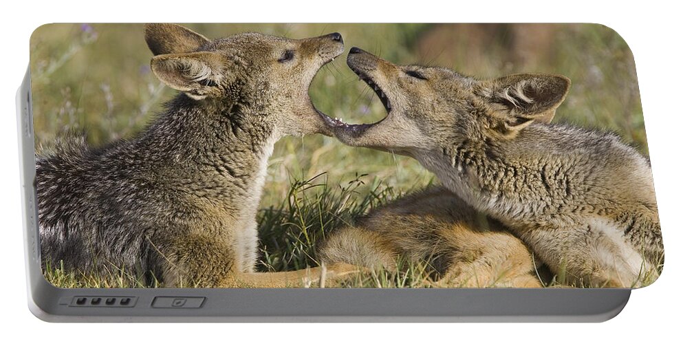 00784131 Portable Battery Charger featuring the photograph Black Backed Jackal Juveniles Playing by Suzi Eszterhas
