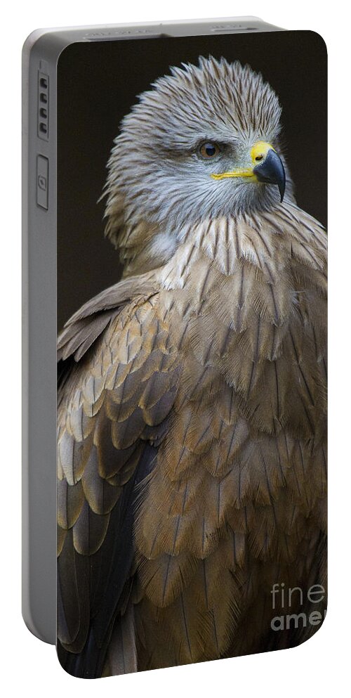 Bird Of Prey Portable Battery Charger featuring the photograph Black Kite 4 by Heiko Koehrer-Wagner