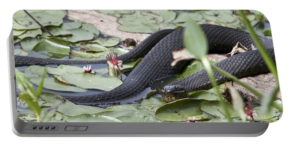 Water Lily Portable Battery Charger featuring the photograph Snake in the Lillies by Jeannette Hunt