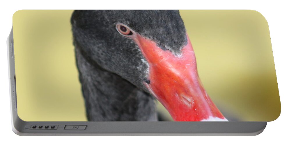 Black Portable Battery Charger featuring the photograph Black Swan by Kim Galluzzo Wozniak