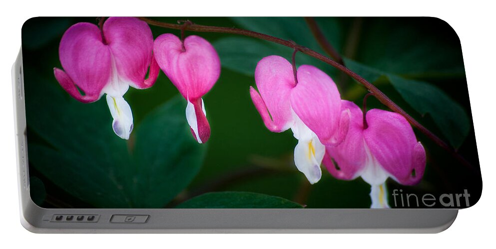Flower Portable Battery Charger featuring the photograph Bleeding Hearts 002 by Larry Carr