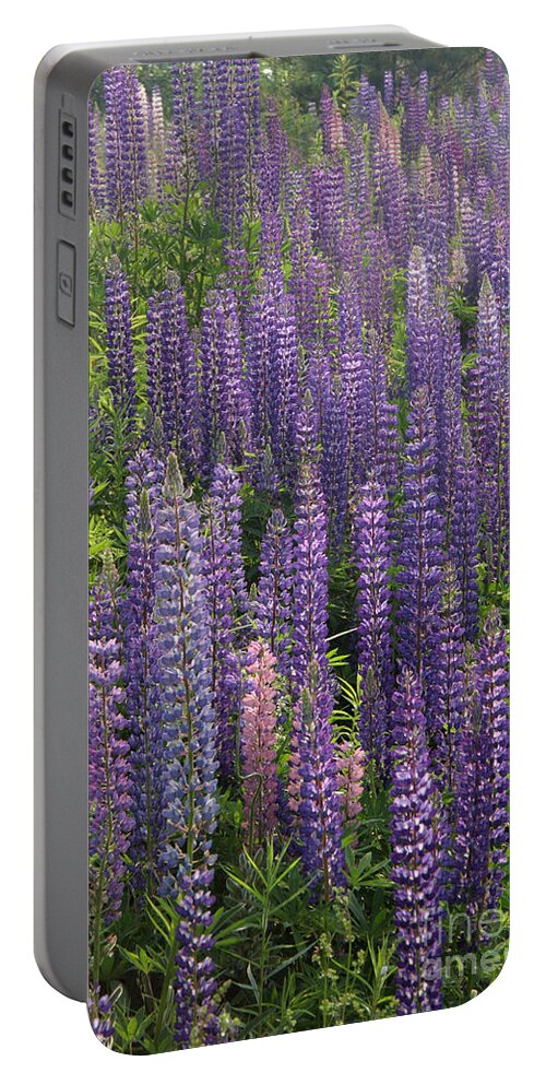 Plant Portable Battery Charger featuring the photograph Blue Lupine by Ted Kinsman