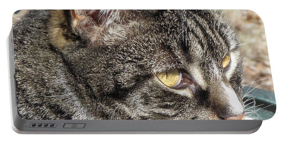 Kitty Portable Battery Charger featuring the photograph Bo Bo Kitty by Kim Galluzzo