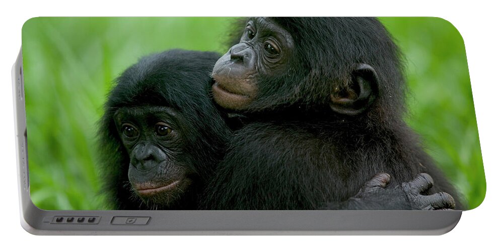 Mp Portable Battery Charger featuring the photograph Bonobo Pan Paniscus Pair Of Orphans by Cyril Ruoso