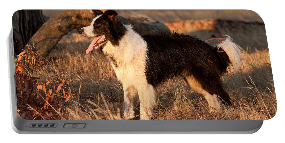 Border Collie Portable Battery Charger featuring the photograph Border Collie at Sunset by Michelle Wrighton