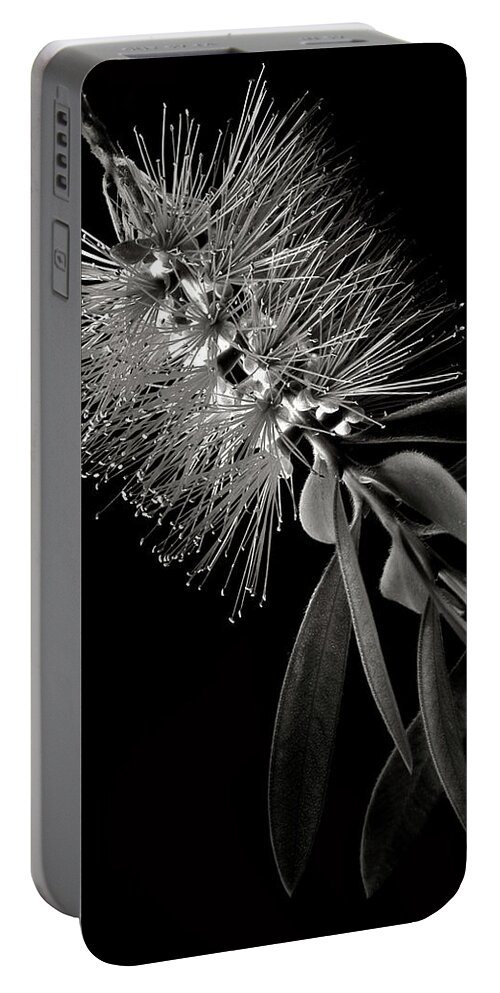 Flower Portable Battery Charger featuring the photograph Bottlebrush in Black and White by Endre Balogh