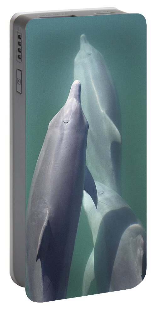 00090042 Portable Battery Charger featuring the photograph Bottlenose Dolphin Trio Surfacing Shark by Flip Nicklin