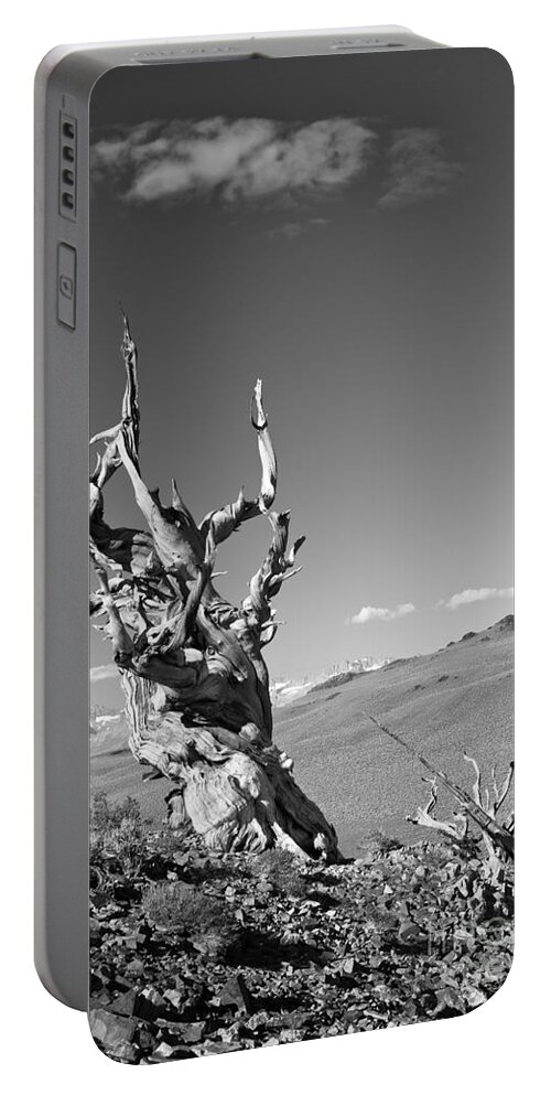 Pinus Longaeva Portable Battery Charger featuring the photograph Bristlecone Pine and cloud by Olivier Steiner
