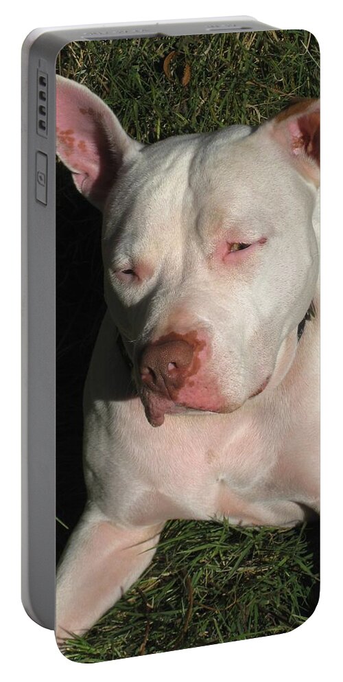 Dogs Portable Battery Charger featuring the photograph Brown Nosed Dog by Sue Halstenberg