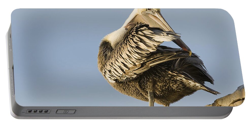 00429648 Portable Battery Charger featuring the photograph Brown Pelican Preening Natural Bridges by Sebastian Kennerknecht
