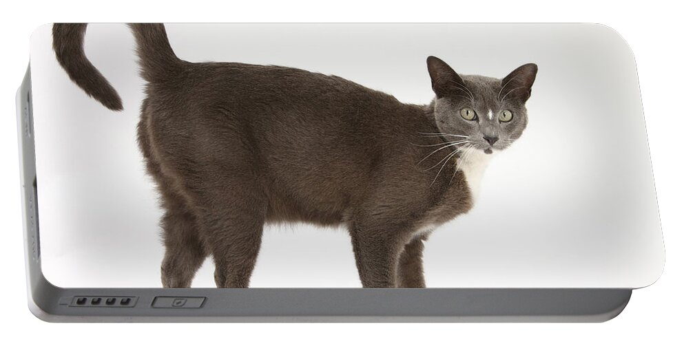 Animal Portable Battery Charger featuring the photograph Burmese-cross Cat by Mark Taylor