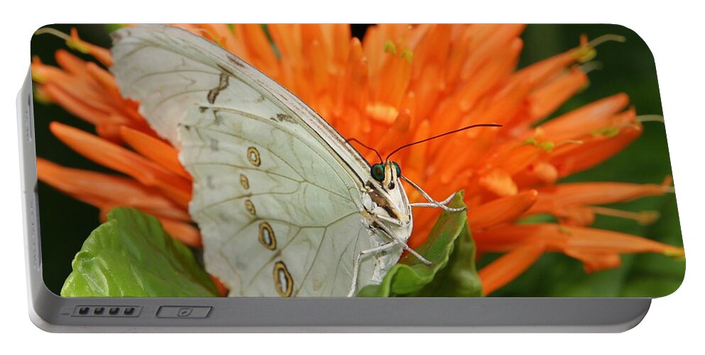 Butterfly Portable Battery Charger featuring the photograph Butterflies Love Orange Flowers by Sabrina L Ryan