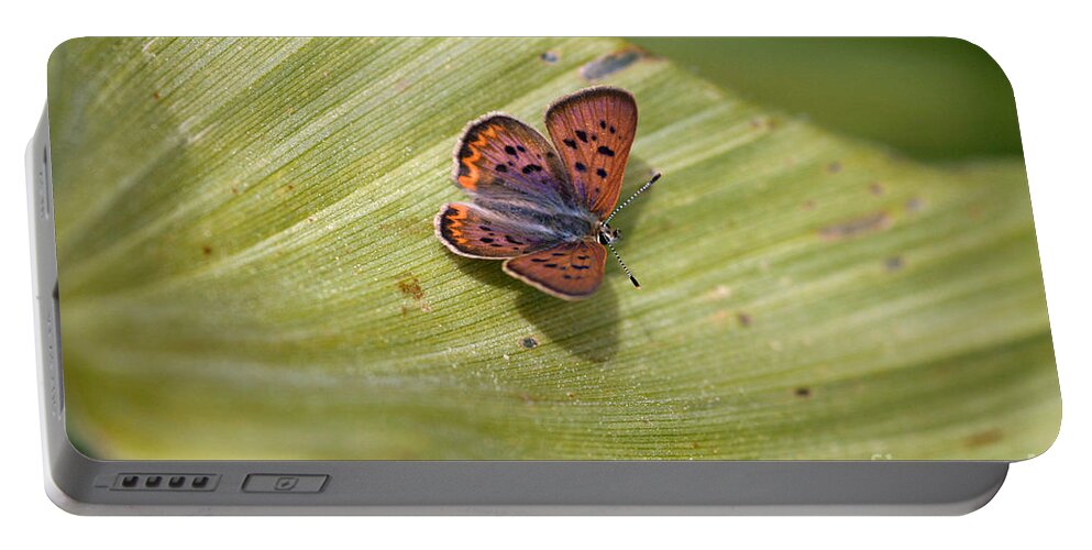 Butterfly Portable Battery Charger featuring the photograph Butterfly On Cornflower Leaf by Mitch Shindelbower