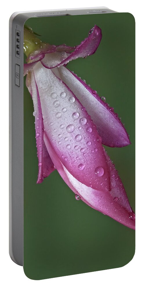 Christmas Cactus Portable Battery Charger featuring the photograph Cactus Flower Drops by Susan Candelario