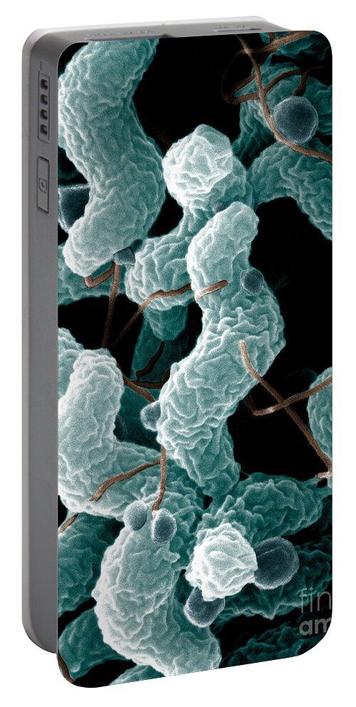 Campylobacter Bacteria Portable Battery Charger featuring the photograph Campylobacter Bacteria by Science Source