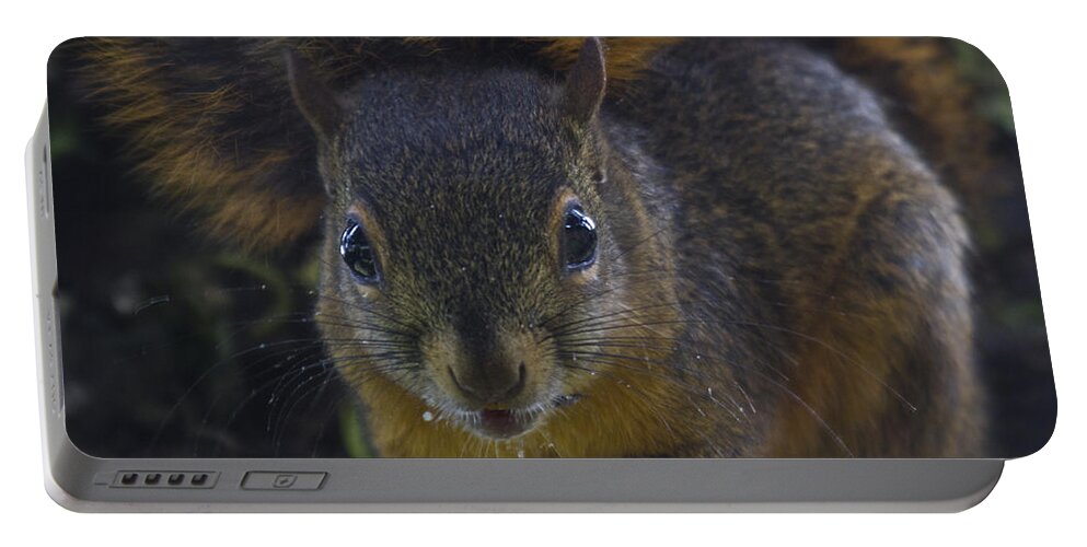 Squirrel Portable Battery Charger featuring the photograph Can I eat the Camera by Heiko Koehrer-Wagner