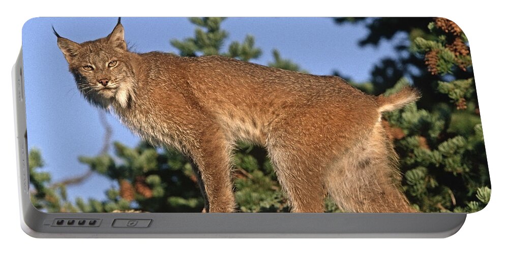 00176639 Portable Battery Charger featuring the photograph Canada Lynx Climbing On Rock North by Tim Fitzharris