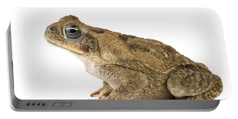 00478907 Portable Battery Charger featuring the photograph Cane Toad La Selva Costa Rica by Piotr Naskrecki
