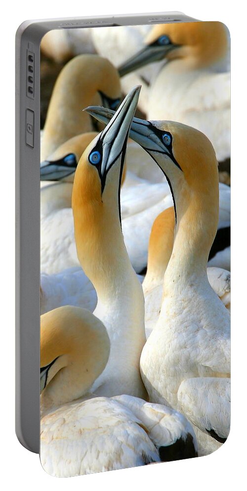 Gannet Portable Battery Charger featuring the photograph Cape Gannet Courtship by Bruce J Robinson