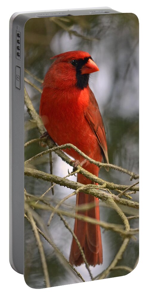 Cardinal Portable Battery Charger featuring the photograph Cardinal in Spruce by Ann Bridges
