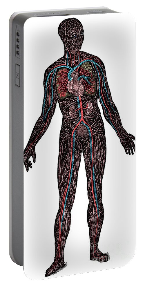 Human Portable Battery Charger featuring the photograph Cardiovascular System by Science Source