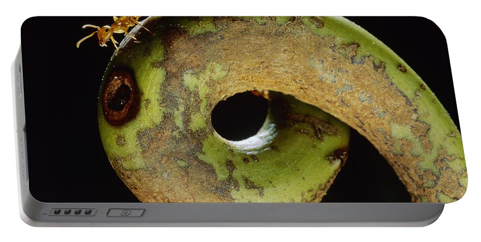 Mp Portable Battery Charger featuring the photograph Carpenter Ant Camponotus Schmtzi by Mark Moffett