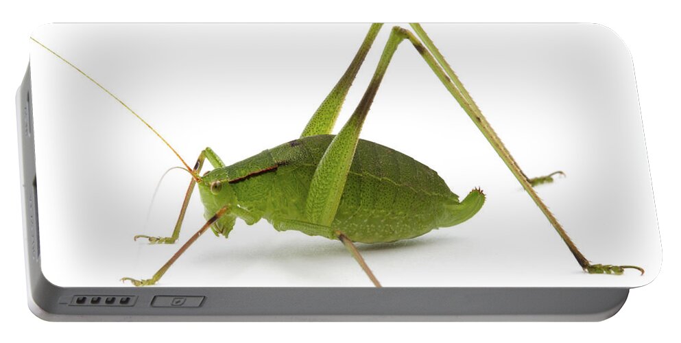 00478733 Portable Battery Charger featuring the photograph Castletons Katydid Silaka Nature Reserve by Piotr Naskrecki