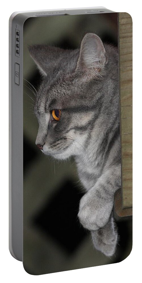 Cat Portable Battery Charger featuring the photograph Cat On Steps by Daniel Reed