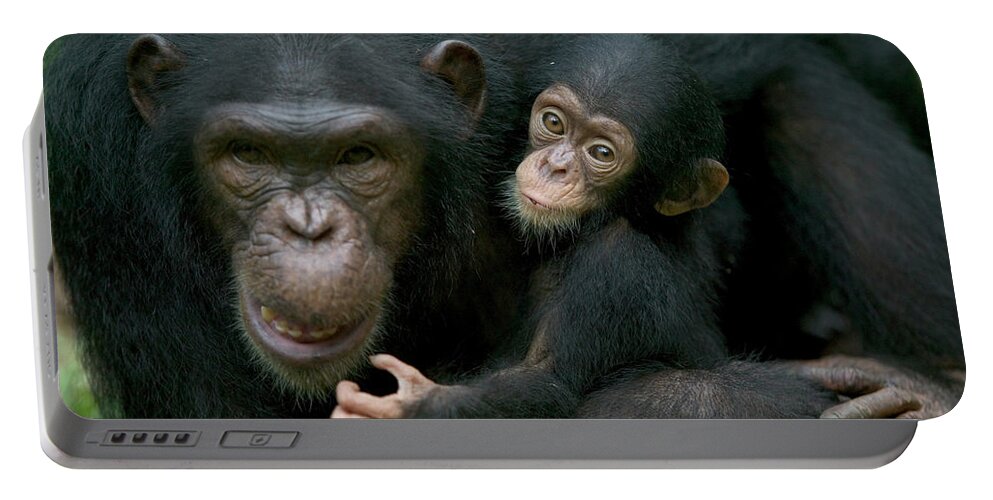 Mp Portable Battery Charger featuring the photograph Chimpanzee Pan Troglodytes Adult Female by Cyril Ruoso
