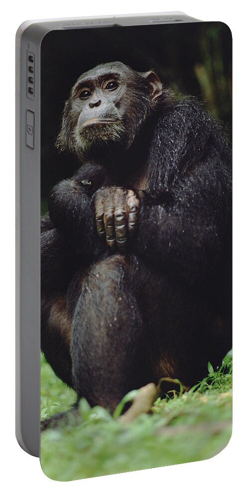 Mp Portable Battery Charger featuring the photograph Chimpanzee Pan Troglodytes Portrait by Gerry Ellis