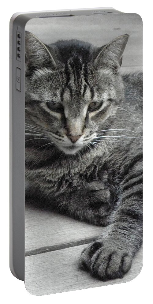 Cat Portable Battery Charger featuring the photograph Cisco And His Big Feet by Kim Galluzzo Wozniak