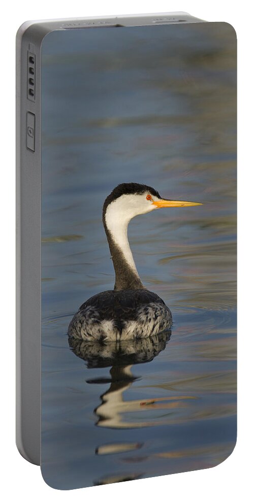 00450704 Portable Battery Charger featuring the photograph Clarks Grebe Monterey Bay California by Suzi Eszterhas