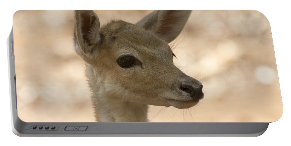 Juvenile Deer Portable Battery Charger featuring the photograph Close-Up by Douglas Barnard