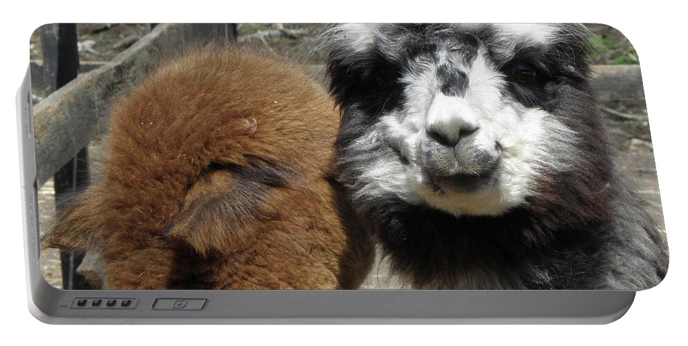 Alpaca Portable Battery Charger featuring the photograph Comfort by Kim Galluzzo Wozniak