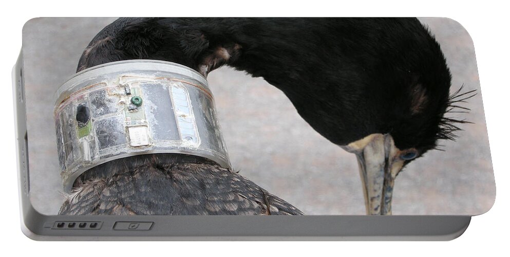Cormorant Portable Battery Charger featuring the photograph Cormorant With Radio Collar by Ted Kinsman