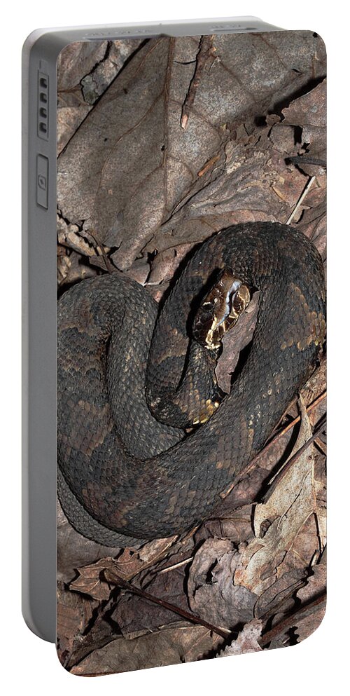 Agkistrodon Piscivorus Portable Battery Charger featuring the photograph Cottonmouth by Daniel Reed