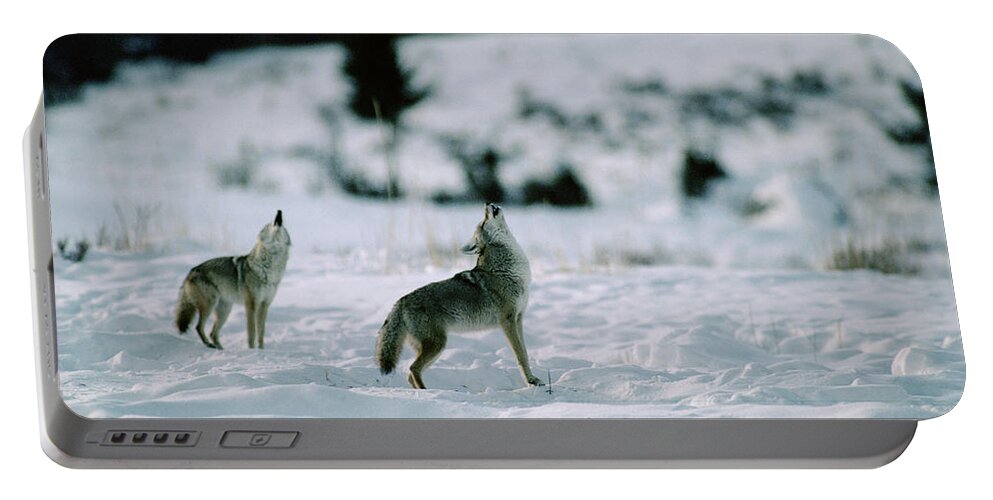 Mp Portable Battery Charger featuring the photograph Coyote Canis Latrans Pair Howling by Michael Quinton