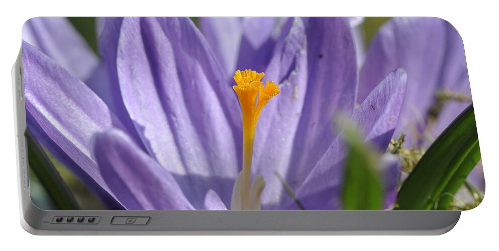 Crocus Portable Battery Charger featuring the photograph Crocus by Rob Hemphill