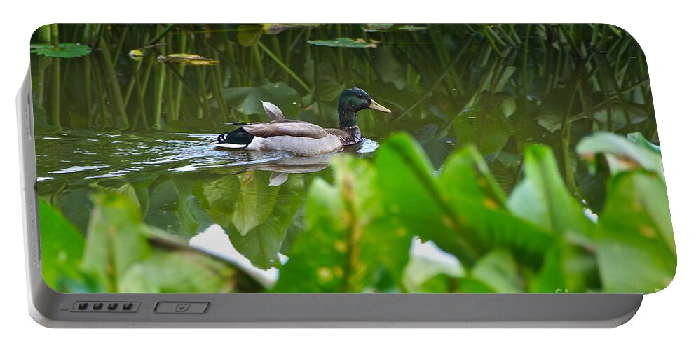 Mallard Portable Battery Charger featuring the photograph Cruising by Byron Varvarigos