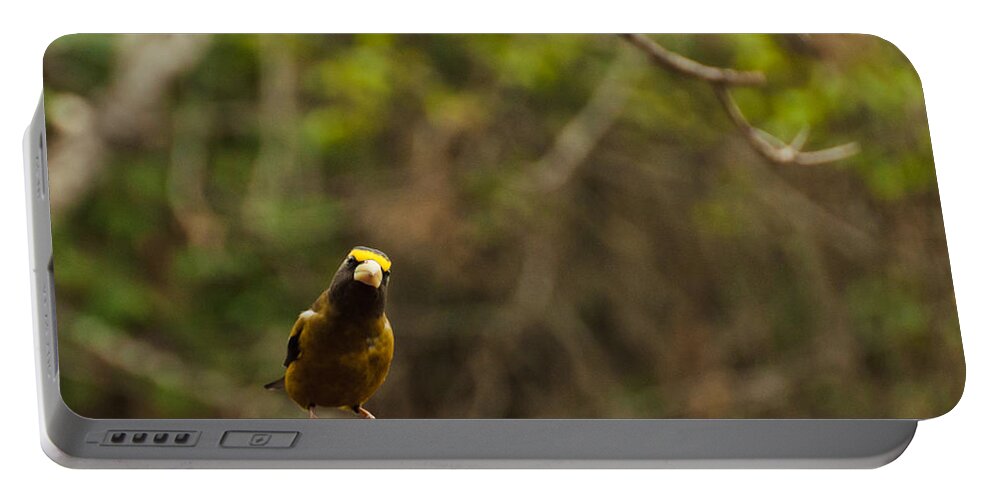 Evening Grosbeak Portable Battery Charger featuring the photograph Curious by Cheryl Baxter