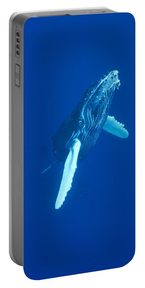00114523 Portable Battery Charger featuring the photograph Curious Humpback Whale Calf Off Maui by Flip Nicklin