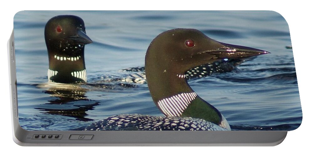 Loons Portable Battery Charger featuring the photograph Curious Loons by Steven Clipperton