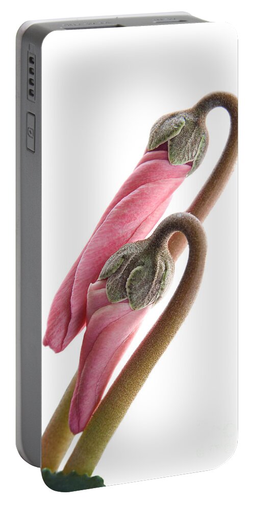 Cyclamen Portable Battery Charger featuring the photograph Cyclamen Lovers by Ann Garrett