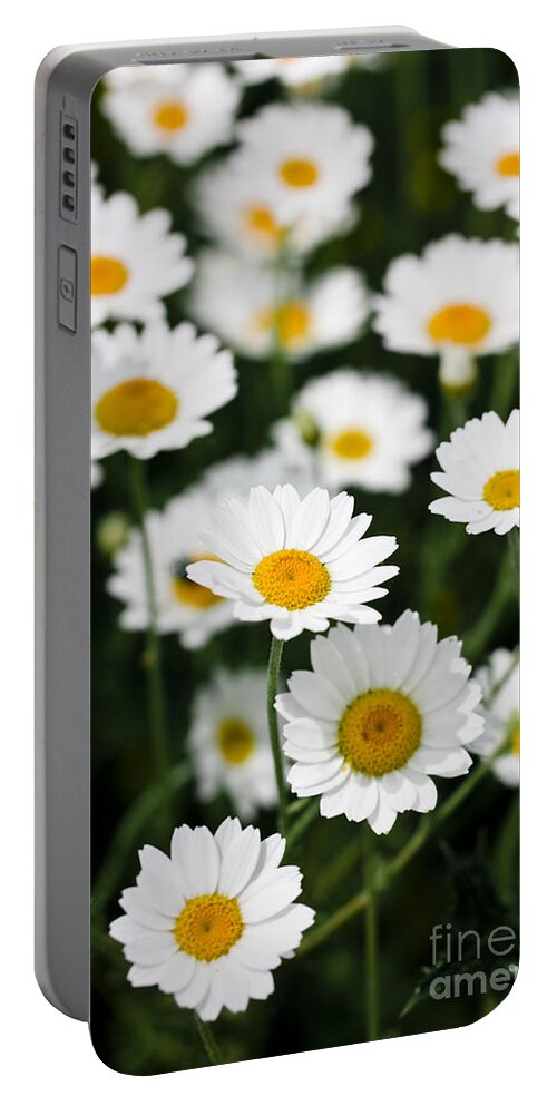 Daisy Portable Battery Charger featuring the photograph Daisies in a field by Simon Bratt