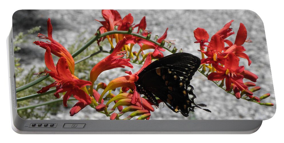 Butterfly Portable Battery Charger featuring the photograph Dancing Thru The Flowers by Kim Galluzzo