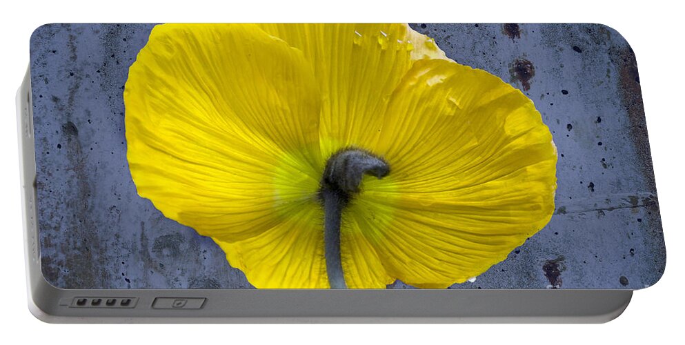 Poppy Portable Battery Charger featuring the photograph Delicate and Strong by Heiko Koehrer-Wagner