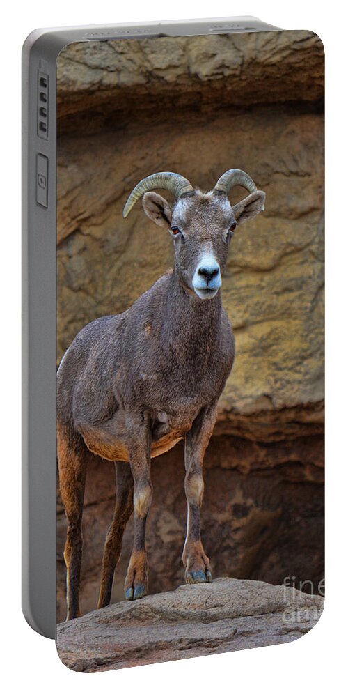 Sheep Portable Battery Charger featuring the photograph Desert Bighorn Sheep Ewe by Donna Greene