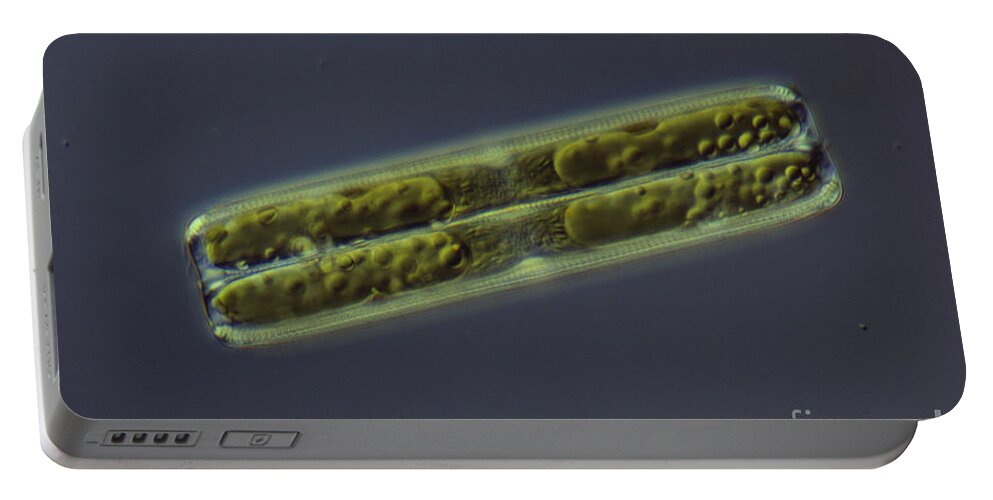 Diatom Portable Battery Charger featuring the photograph Diatom - Pinnularia by M. I. Walker