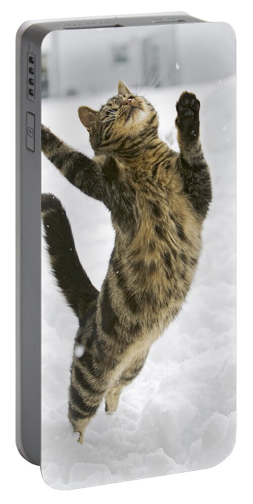 Mp Portable Battery Charger featuring the photograph Domestic Cat Felis Catus Male Leaping by Konrad Wothe